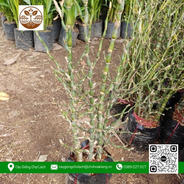 Cây Trúc Đùi Ếch - Cửa Hàng Cây Giống Chợ Lách