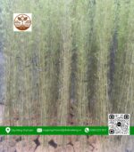 Cây Trúc Quân Tử - Cửa Hàng Cây Giống Chợ Lách 1