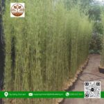 Cây Trúc Quân Tử - Cửa Hàng Cây Giống Chợ Lách