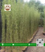 Cây Trúc Quân Tử - Cửa Hàng Cây Giống Chợ Lách