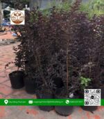 Cây Tường Vy Huyết Long - Cửa Hàng Cây Giống Chợ Lách 1
