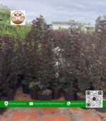 Cây Tường Vy Huyết Long - Cửa Hàng Cây Giống Chợ Lách
