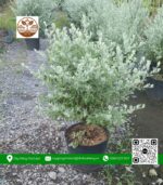 Cây Tuyết Sơn - Cửa Hàng Cây Giống Chợ Lách 1