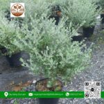 Cây Tuyết Sơn - Cửa Hàng Cây Giống Chợ Lách