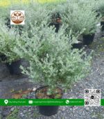 Cây Tuyết Sơn - Cửa Hàng Cây Giống Chợ Lách