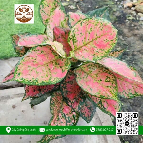 Cây Vạn Lộc - Cửa Hàng Cây Giống Chợ Lách 1