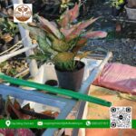 Cây Vạn Lộc - Cửa Hàng Cây Giống Chợ Lách