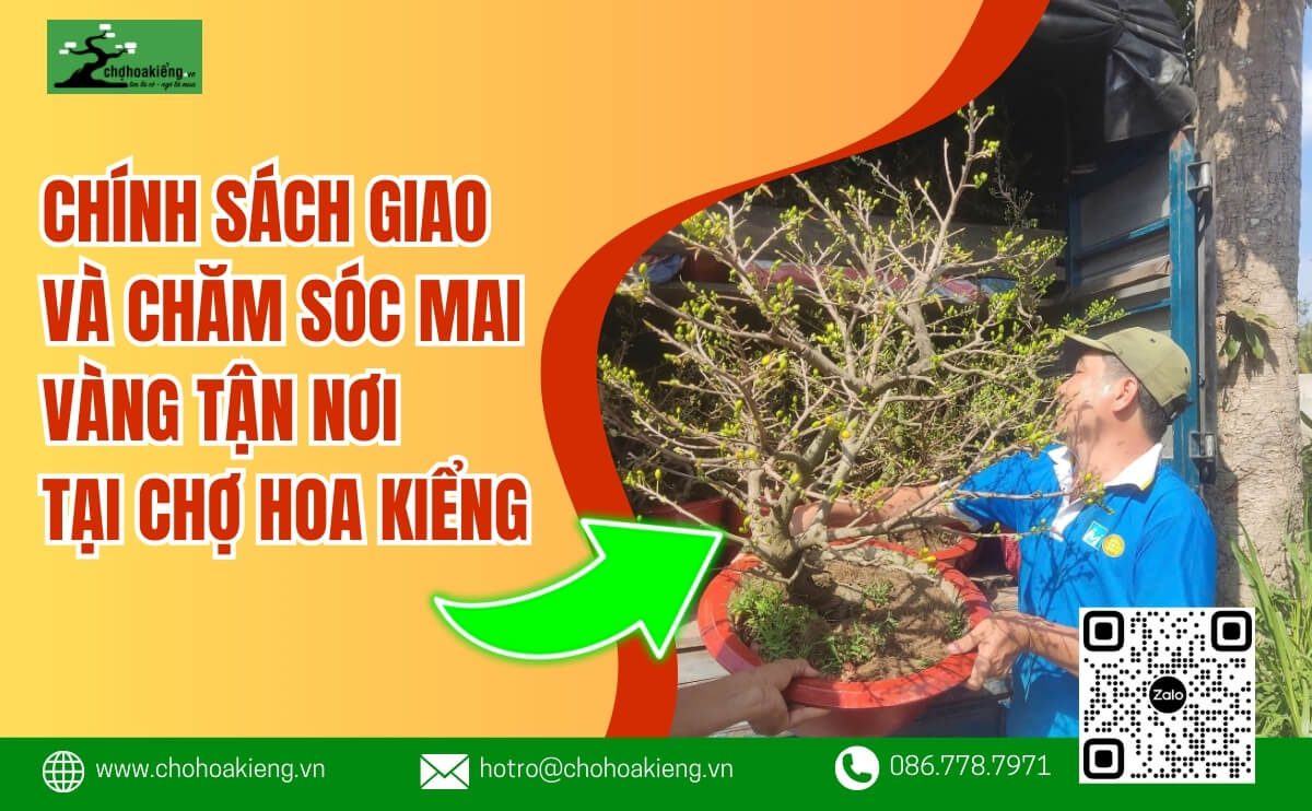 Chính Sách Giao Và Chăm Sóc Mai Vàng Tận Nơi Tại Chợ Hoa Kiểng - Chợ Hoa Kiểng