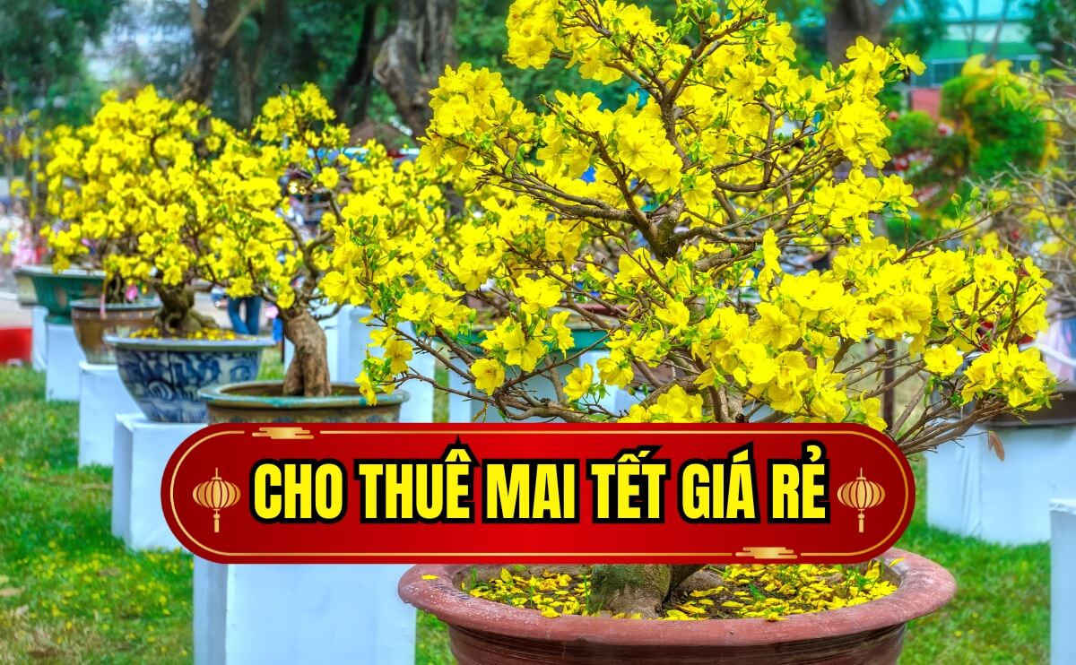 Cho Thuê Mai Tết giá rẻ | Chợ Hoa Kiểng Cho Thuê Mai Tết Giá Rẻ | Chợ Hoa Kiểng