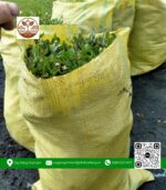 Cỏ Lá Rừng - Cửa Hàng Cây Giống Chợ Lách 1