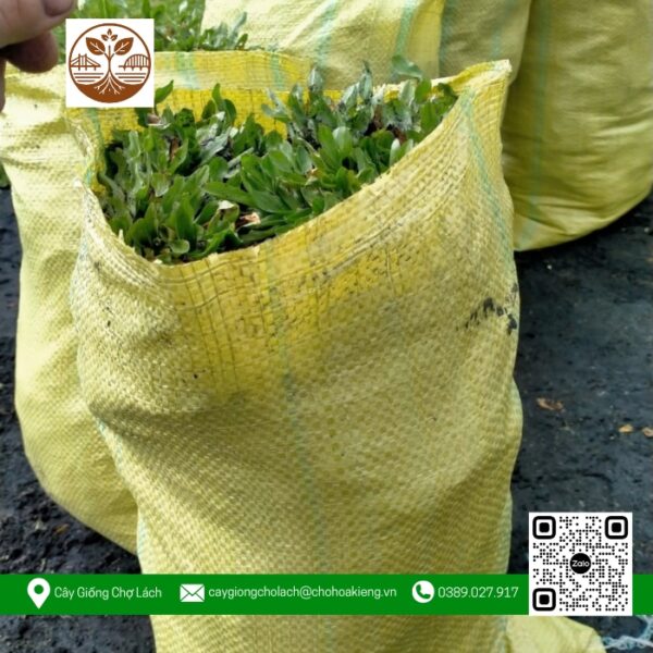 Cỏ Lá Rừng - Cửa Hàng Cây Giống Chợ Lách 1