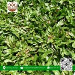 Cỏ Lá Rừng - Cửa Hàng Cây Giống Chợ Lách