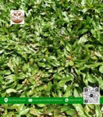 Cỏ Lá Rừng - Cửa Hàng Cây Giống Chợ Lách