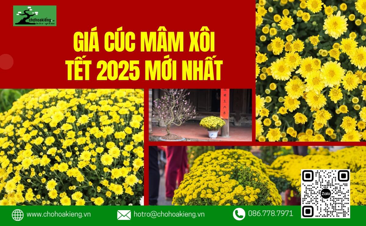 Cúc Mâm Xôi Bao Nhiêu 1 Cặp? Giá Cúc Mâm Xôi 2025 Mới Nhất? | Chợ Hoa Kiểng 4