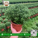 Cúc Mini Siêu Dễ Thương - Cây Giống Chợ Lách