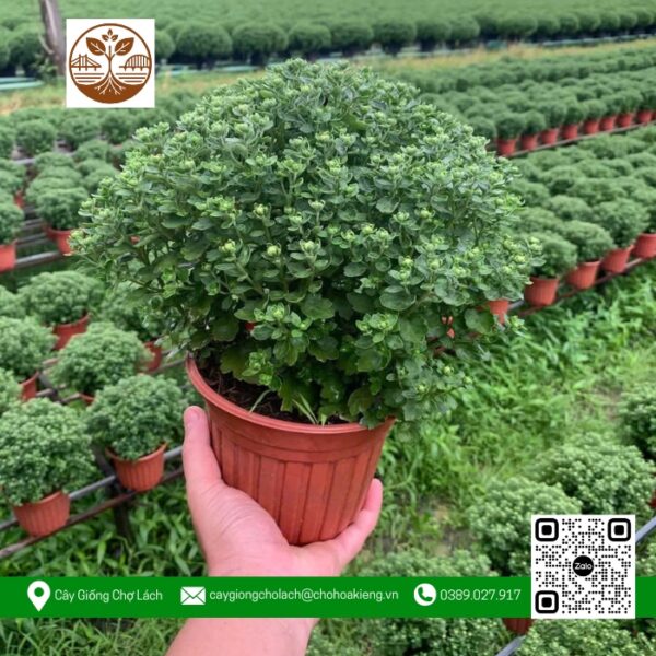Cúc Mini Siêu Dễ Thương - Cây Giống Chợ Lách
