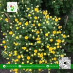 Cúc Thái - Hoa Kiểng Cái Mơn