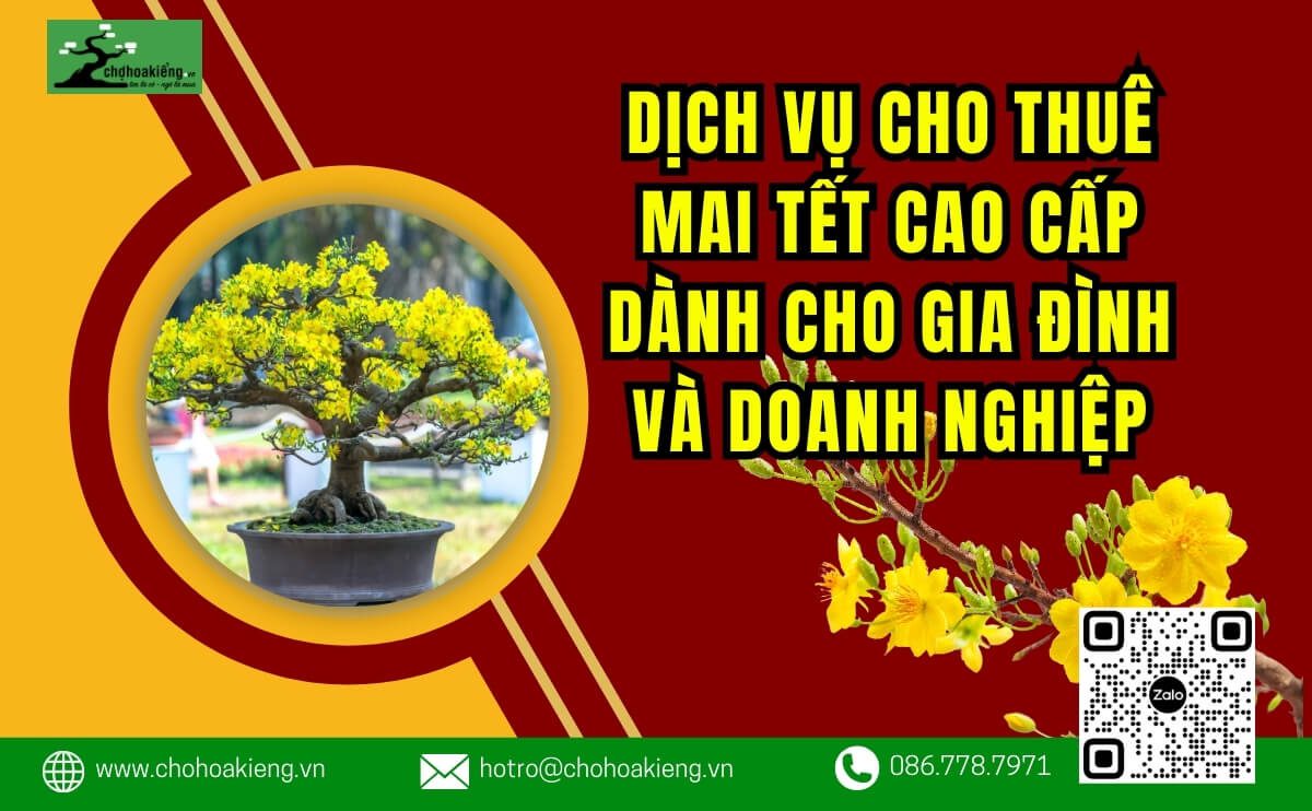 Dịch Vụ Cho Thuê Mai Tết Cao Cấp Dành Cho Gia Đình Và Doanh Nghiệp Tại Tp.hcm - Chợ Hoa Kiểng