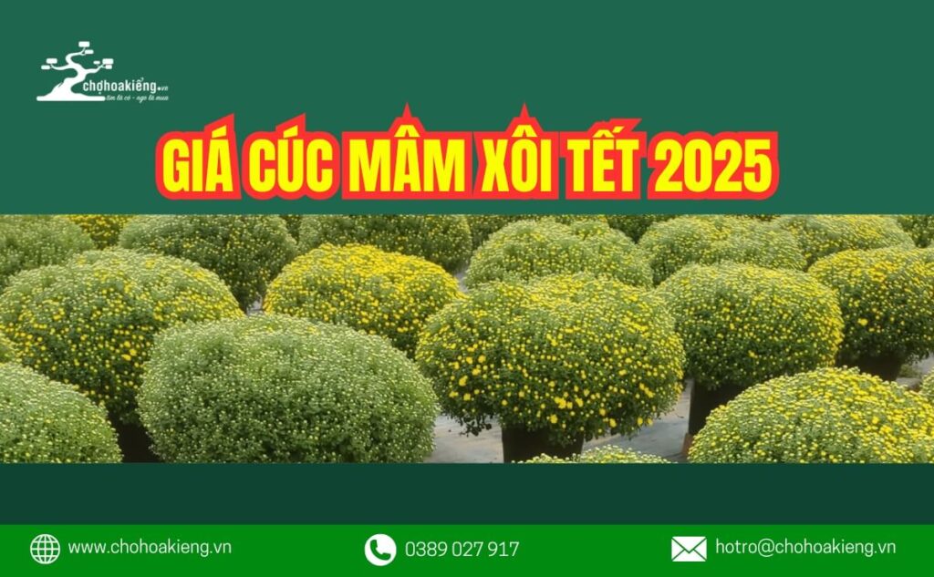 Giá Cúc Mâm Xôi 2025? Cúc Mâm Xôi Bao Nhiêu Tiền? - Chợ Hoa Kiểng 5