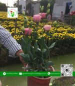 Hoa Cát Tường - Hoa Kiểng Cái Mơn 1