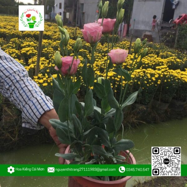 Hoa Cát Tường - Hoa Kiểng Cái Mơn 1