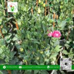 Hoa Cát Tường - Hoa Kiểng Cái Mơn