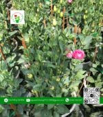 Hoa Cát Tường - Hoa Kiểng Cái Mơn