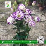 Hoa Cát Tường Tím Chậu 3 Cây (1 Cặp) - Hoa Kiểng Cái Mơn