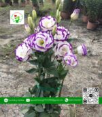 Hoa Cát Tường Tím Chậu 3 Cây (1 Cặp) - Hoa Kiểng Cái Mơn