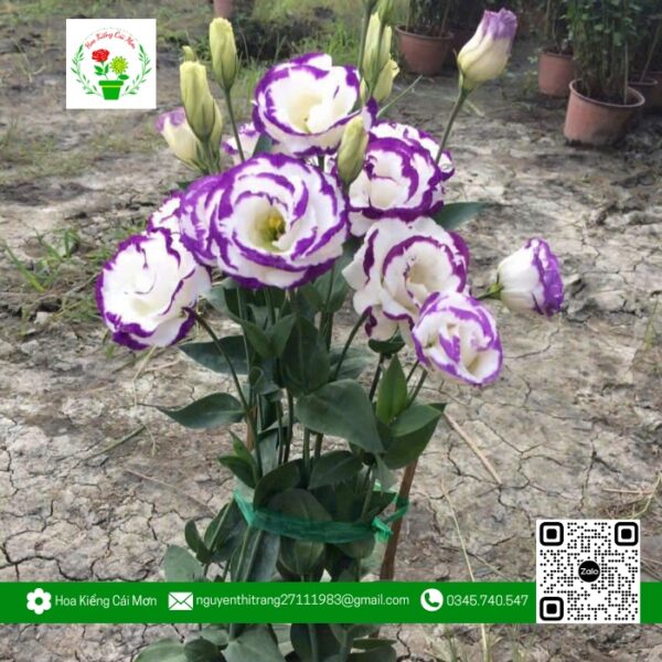 Hoa Cát Tường Tím Chậu 3 Cây (1 Cặp) - Hoa Kiểng Cái Mơn