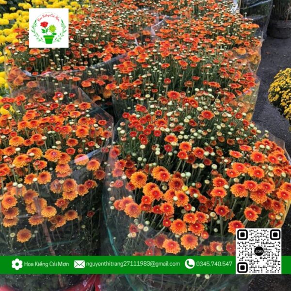 Hoa Cúc Bình Minh Chậu 5 (1 Cặp) - Hoa Kiểng Cái Mơn