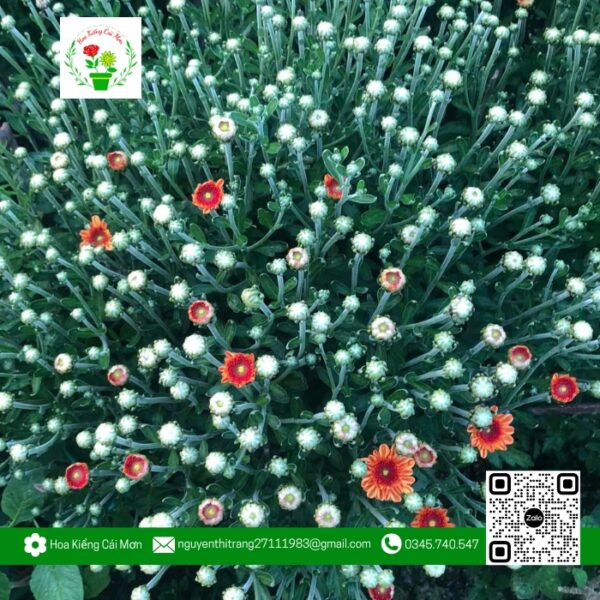 Hoa Cúc Bình Minh - Hoa Kiểng Cái Mơn 1