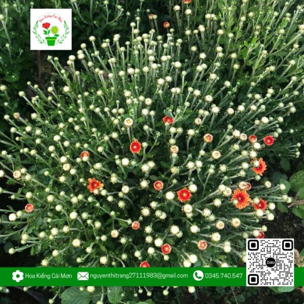 Hoa Cúc Bình Minh - Hoa Kiểng Cái Mơn