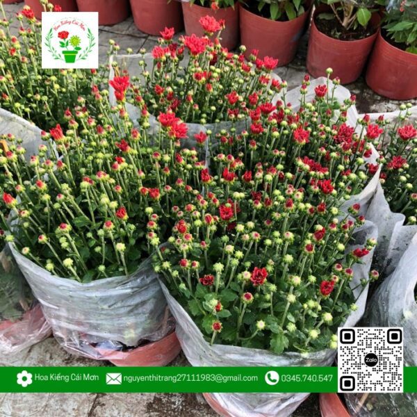 Hoa Cúc Đỏ - Hoa Kiểng Cái Mơn