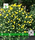 Hoa Cúc Hà Lan - Hoa Kiểng Cái Mơn 1