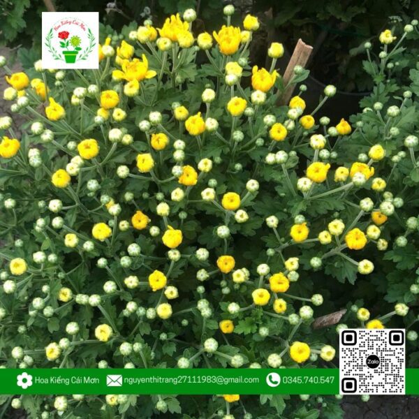 Hoa Cúc Hà Lan - Hoa Kiểng Cái Mơn 1