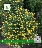 Hoa Cúc Hà Lan - Hoa Kiểng Cái Mơn