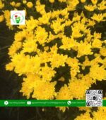 Hoa Cúc Hà Lan - Hoa Kiểng Cái Mơn 2
