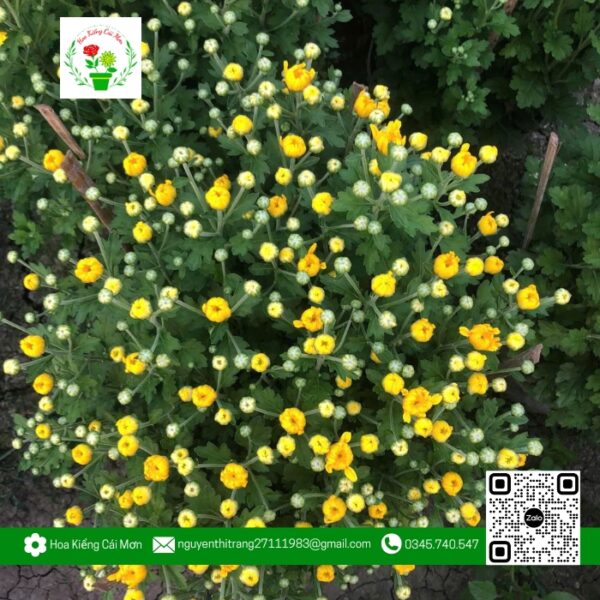 Hoa Cúc Hà Lan - Hoa Kiểng Cái Mơn