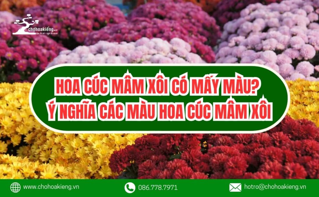 Hoa Cúc Mâm Xôi Có Mấy Màu? Ý Nghĩa Của 6 Màu Hoa Cúc Mâm Xôi - Chợ Hoa Kiểng 8