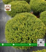 Hoa Cúc Mâm Xôi - Cửa Hàng Cây Giống Chợ Lách 1