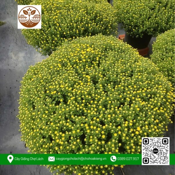 Hoa Cúc Mâm Xôi - Cửa Hàng Cây Giống Chợ Lách 1