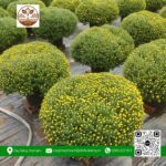 Hoa Cúc Mâm Xôi - Cửa Hàng Cây Giống Chợ Lách