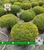 Hoa Cúc Mâm Xôi - Cửa Hàng Cây Giống Chợ Lách