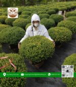 Hoa Cúc Mâm Xôi - Cửa Hàng Cây Giống Chợ Lách 2