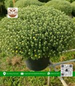 Hoa Cúc Mâm Xôi - Cửa Hàng Cây Giống Chợ Lách 3