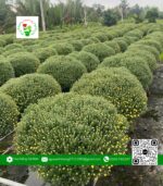 Hoa Cúc Mâm Xôi | Hoa Kiểng Cái Mơn 6
