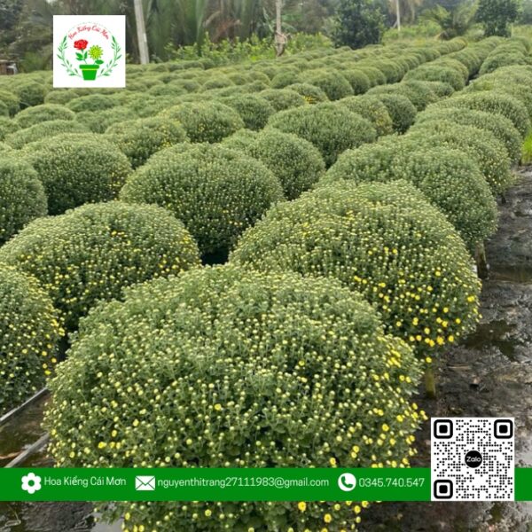 Hoa Cúc Mâm Xôi | Hoa Kiểng Cái Mơn 6