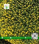 Hoa Cúc Mâm Xôi | Hoa Kiểng Cái Mơn 7