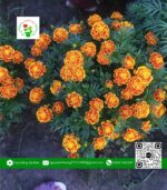 Hoa Cúc Thọ Bông Mặt Cọp (1 Cặp) - Hoa Kiểng Cái Mơn 1